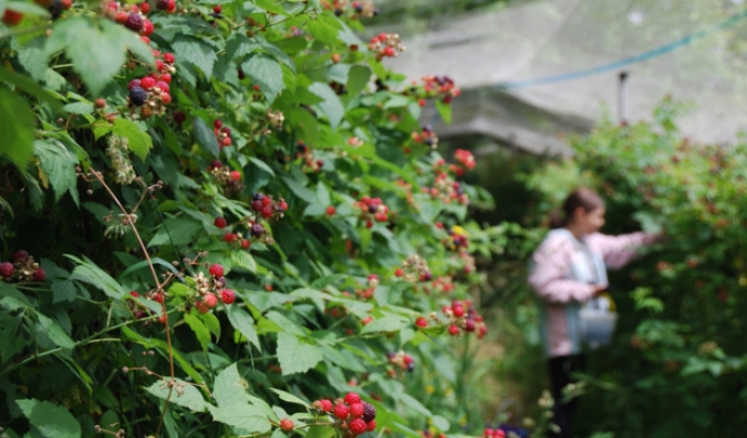 ახმეტაში მაყვლის და ჟოლოს სანერგე მეურნეობის მოსაწყობად საგრანტო კონკურსი გამოცხადდა